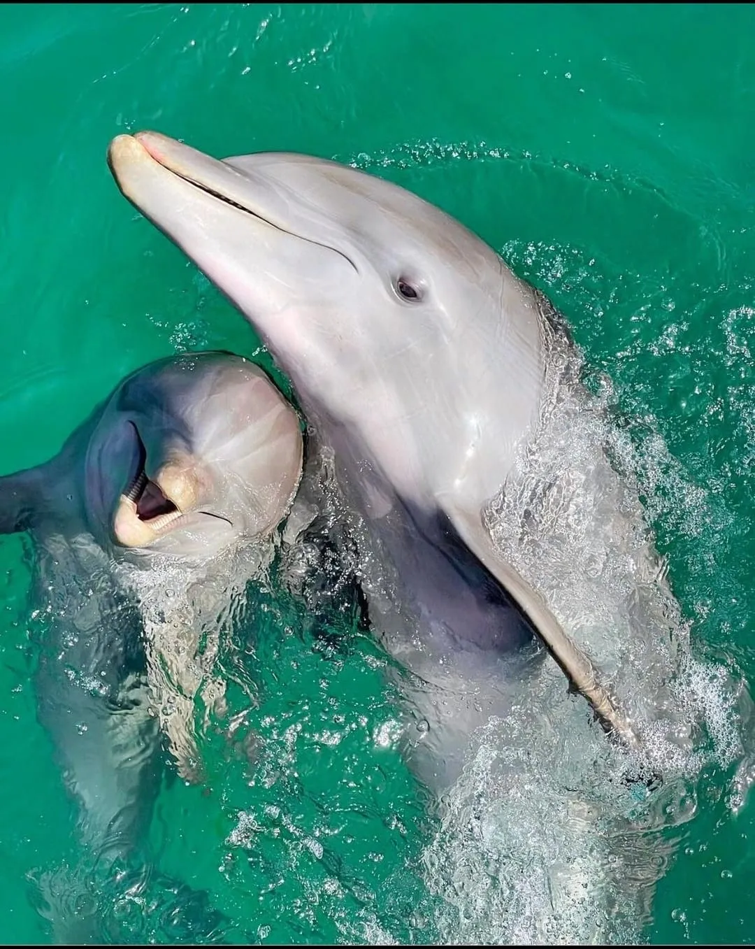 Ocean World — foto 2